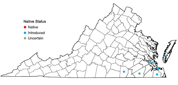 Locations ofVerbena bracteata Lag.& Rodr. in Virginia