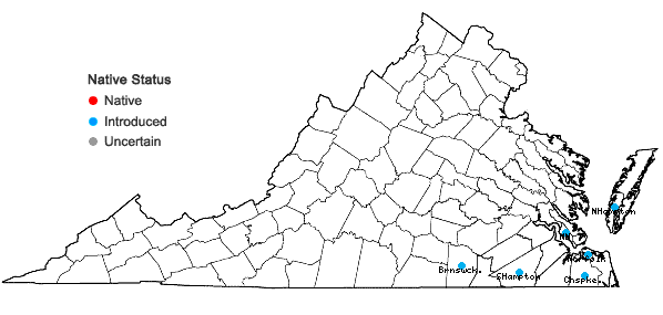Locations ofVerbena bracteata Lag.& Rodr. in Virginia