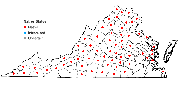 Locations ofVerbena simplex Lehm. in Virginia