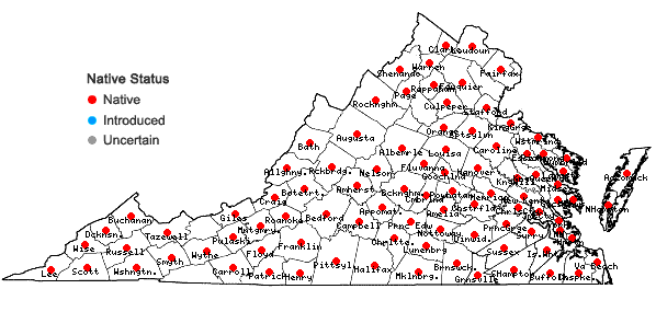 Locations ofVerbesina occidentalis (L.) Walt. in Virginia