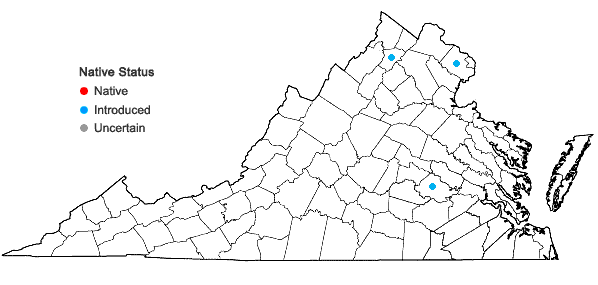 Locations ofViburnum rhytidophyllum Hemsley in Virginia