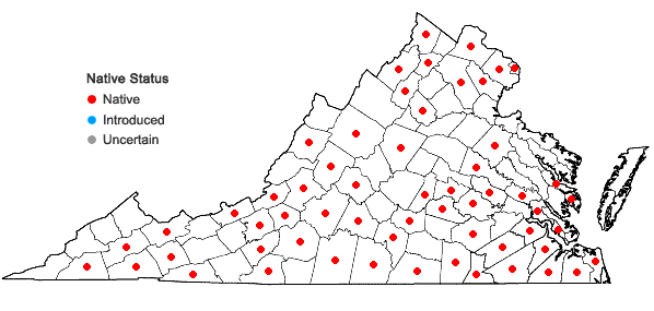 Locations ofViola affinis Le Conte in Virginia