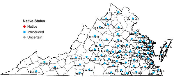 Locations ofViola arvensis Murr. in Virginia