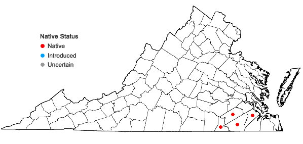 Locations ofViola lanceolata L. var. vittata (Greene) Weatherby & Griscom in Virginia