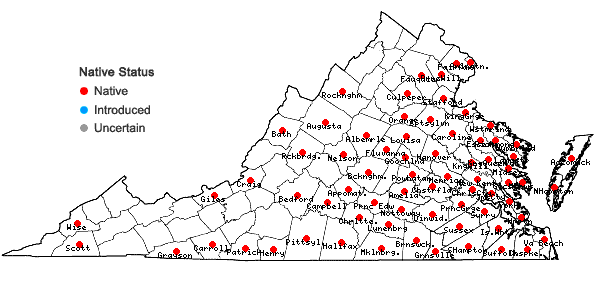 Locations ofViola primulifolia L. in Virginia