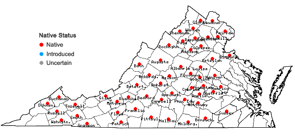 Locations ofViola pubescens Aiton var. scabriuscula Schwein. ex Torr. & Gray in Virginia