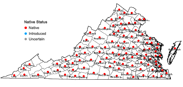 Locations ofViola rafinesquii Greene in Virginia