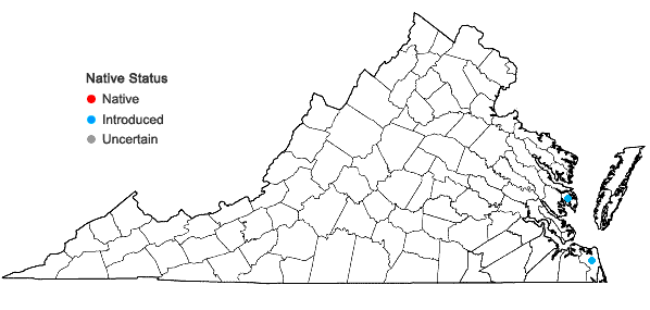 Locations ofVitex rotundifolia L.f. in Virginia
