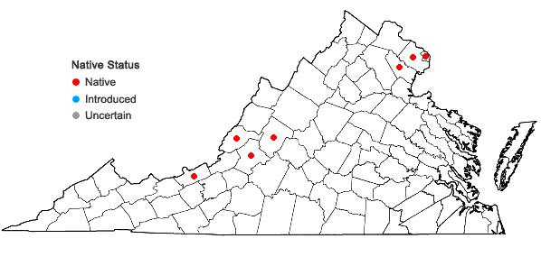 Locations ofVitis rupestris Scheele in Virginia