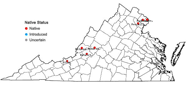 Locations ofVitis rupestris Scheele in Virginia