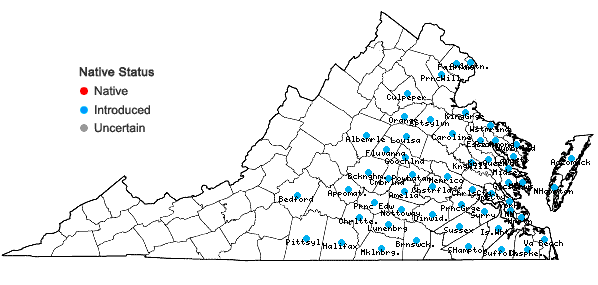 Locations ofVulpia myuros (L.) K.C. Gmel. in Virginia
