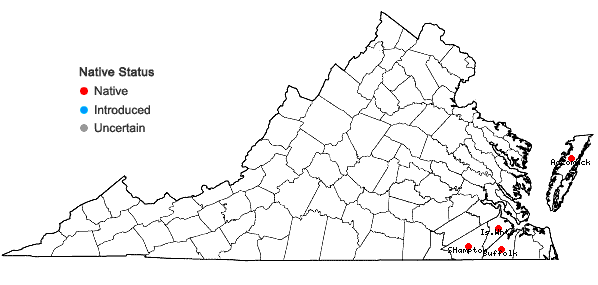 Locations ofXyris caroliniana Walter in Virginia