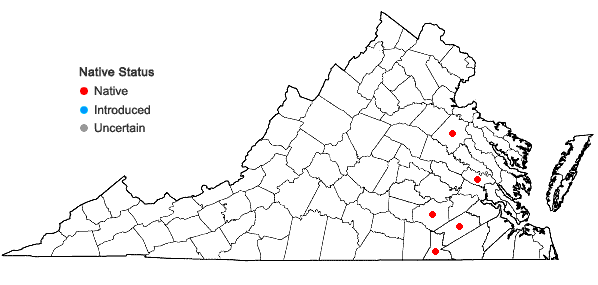 Locations ofXyris difformis Chapman var. curtisii (Malme) Kral in Virginia
