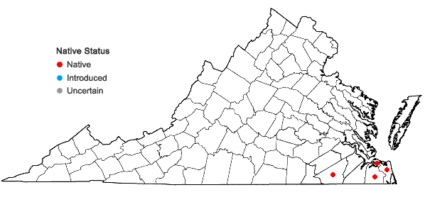 Locations ofXyris laxifolia Mart. var. iridifolia (Chapman) Kral in Virginia