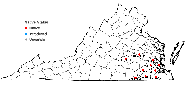 Locations ofXyris platylepis Chapman in Virginia