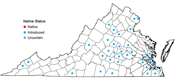 Locations ofYoungia japonica (L.) DC. in Virginia