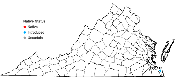 Locations ofYoungia thunbergiana DC. in Virginia