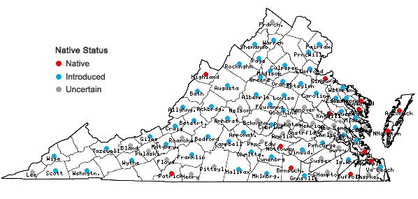 Locations ofYucca filamentosa L. in Virginia
