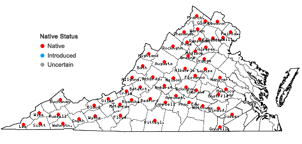 Locations ofZizia aptera (Gray) Fern. in Virginia