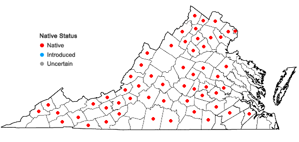 Locations ofZizia aurea (L.) W.D.J. Koch in Virginia