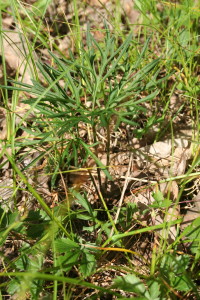 Summer foliage, cleistogamous phase © Tom Wieboldt