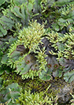 Bryophytes; Click to view plants from this group
