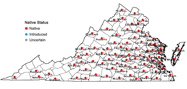 Locations ofAcalypha gracilens Gray in Virginia