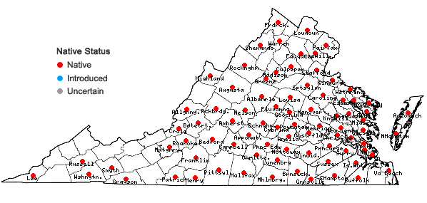 Locations ofAcalypha gracilens Gray in Virginia