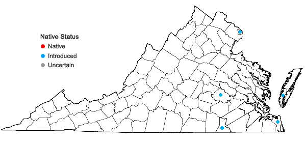 Locations ofAcanthospermum australe (Loefl.) Kuntze in Virginia