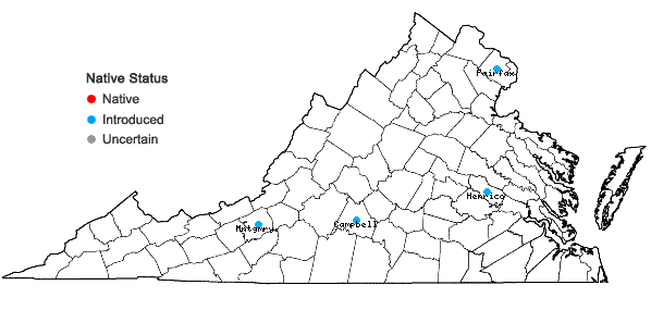 Locations ofAcer campestre L. in Virginia