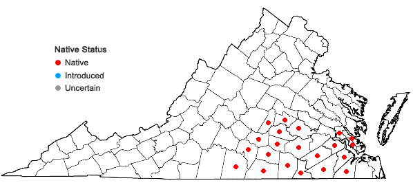 Locations ofAcer floridanum (Chapm.) Pax. in Virginia
