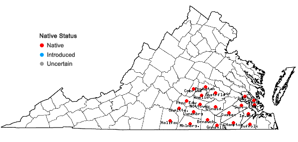 Locations ofAcer floridanum (Chapm.) Pax. in Virginia