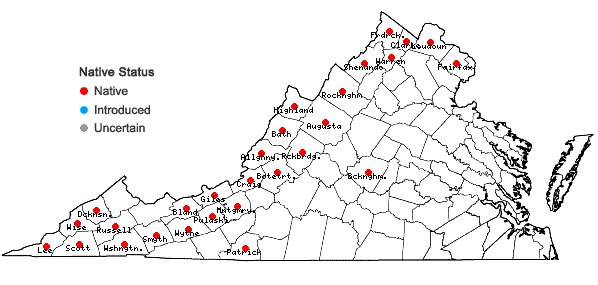 Locations ofAcer nigrum Michx. f. in Virginia