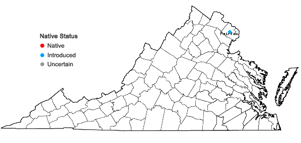 Locations ofAcer pseudoplatanus L. in Virginia