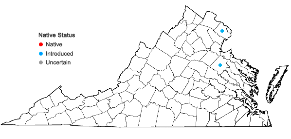 Locations ofAchyranthes japonica (Miq.) Nakai var. hachijoensis Honda in Virginia