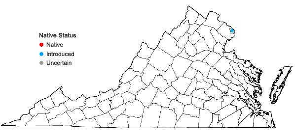 Locations ofAegilops neglecta Req. ex Bertoloni in Virginia