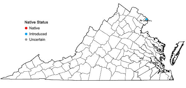 Locations ofAegilops neglecta Req. ex Bertoloni in Virginia