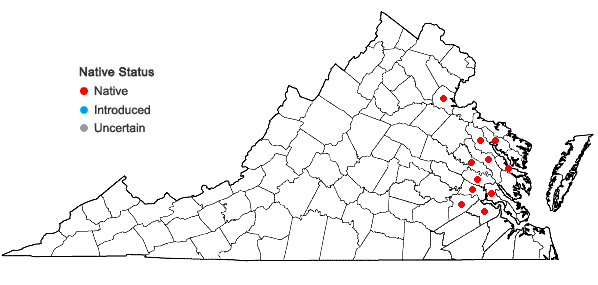 Locations ofAeschynomene virginica (L.) B.S.P. in Virginia