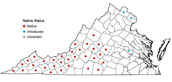 Locations ofAesculus flava Solander in Virginia