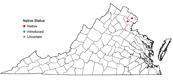 Locations ofAgalinis auriculata (Michx.) Blake in Virginia