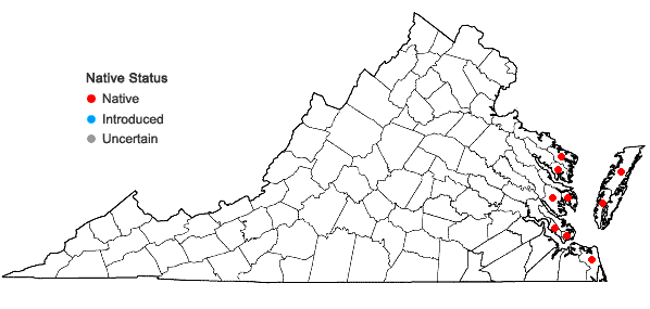 Locations ofAgalinis maritima (Raf.) Raf. var. maritima in Virginia