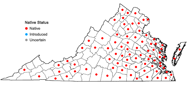 Locations ofAgalinis purpurea (L.) Pennell in Virginia