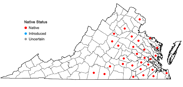 Locations ofAgalinis setacea (J.F. Gmel.) Raf. in Virginia