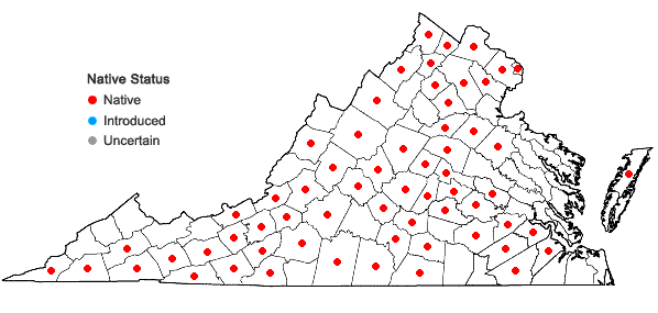 Locations ofAgalinis tenuifolia (Vahl) Raf. var. tenuifolia in Virginia