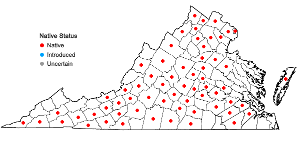 Locations ofAgalinis tenuifolia (Vahl) Raf. in Virginia