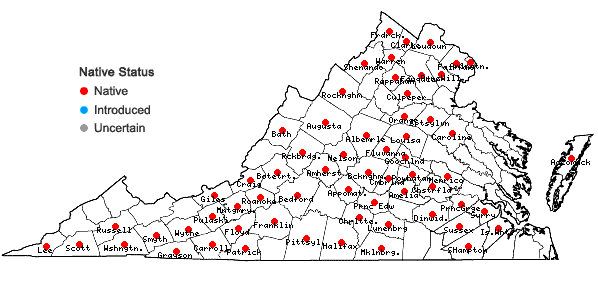 Locations ofAgalinis tenuifolia (Vahl) Raf. in Virginia