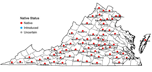 Locations ofAgalinis tenuifolia (Vahl) Raf. in Virginia