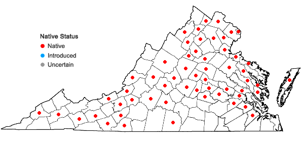 Locations ofAgastache nepetoides (L.) Kuntze in Virginia