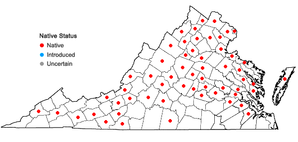 Locations ofAgastache nepetoides (L.) Kuntze in Virginia