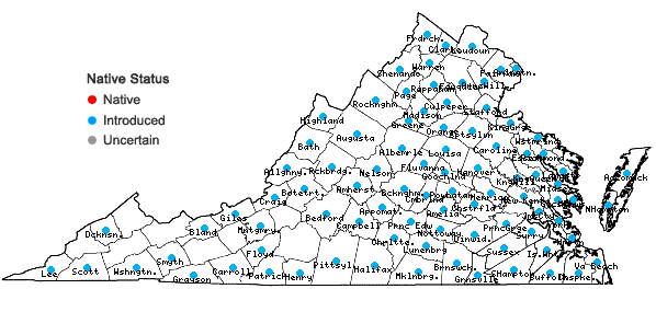 Locations ofAgrostis gigantea Roth in Virginia